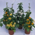 Thunbergia Susie Mix 100 seeds