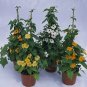 Thunbergia Susie Mix 100 seeds