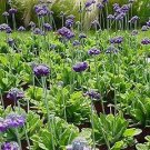 Primula capitata Noverna Deep Blue 250 seeds