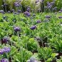 Primula capitata Noverna Deep Blue 250 seeds