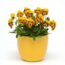 Viola Sorbet XP Honeybee 250 seeds