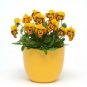 Viola Sorbet XP Honeybee 250 seeds