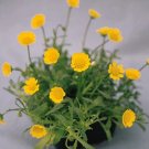 Tanacetum parthenium Matricia parthenium Gold Ball 1,000 seeds