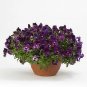 Pansy Cool Wave Raspberry 100 seeds