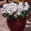 Vinca Titan Polka Dot 250 seeds