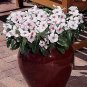 Vinca Titan Polka Dot 250 seeds