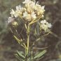 Pycnanthemum virginianum 2,500 seeds