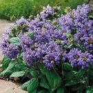 Prunella grandiflora Lacy Blue 250 seeds