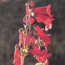 Penstemon parryi 500 seeds