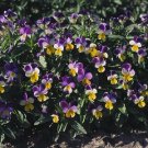 Viola tricolor Johnny JumpUp 1,000 seeds