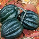 Squash Winter Tuffy 100 seeds