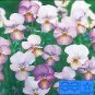 Viola Gem Antique Pink 250 seeds