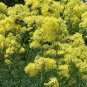 Thalictrum flavum Glaucum 250 seeds