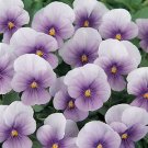 Viola Sorbet XP Icy Blue 250 seeds
