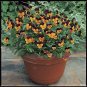 Viola Penny Orange JumpUp 250 seeds