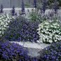 Lobelia Riviera Mix 1,000 seeds