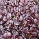 Pak Choi Violetta 500 seeds
