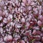 Pak Choi Violetta 500 seeds