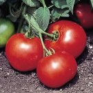 Tomato Bush Beefsteak 250 seeds