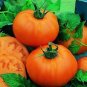 Tomato Chefs Choice Orange 250 seeds