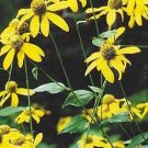 Rudbeckia laciniata 250 seeds