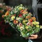 Zinnia Zahara Mix 250 seeds