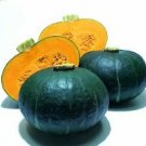 Squash Winter Sweet Mama 100 seeds