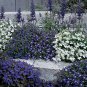 Lobelia Riviera Mix 1,000 seeds