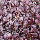 Pak Choi Violetta 500 seeds