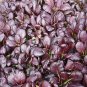 Pak Choi Violetta 500 seeds