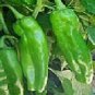 Pepper Hot Numex 6-4 250 seeds