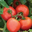 Tomato Defiant PhR 100 seeds