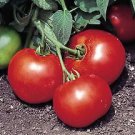 Tomato Bush Beefsteak 250 seeds