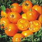 Tomato Golden Sunray 250 seeds