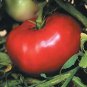 Tomato Mortgage Lifter 250 seeds