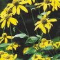 Rudbeckia laciniata 250 seeds