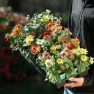 Zinnia Zahara Mix 250 seeds