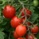 Tomato Sugar Rush 100 seeds