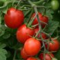 Tomato Sugar Rush 100 seeds