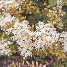 Sedum album 2,500 seeds