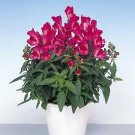 Snapdragon Floral Showers Fuchsia 1,000 seeds