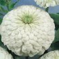 Zinnia Gigantica White 1,000 seeds