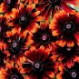 Rudbeckia hirta Chocolate Orange 250 seeds