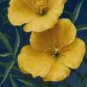 Oenothera odorata Apricot Delight 500 seeds