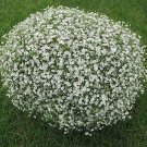 Gypsophila Gypsy White 100 seeds