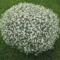 Gypsophila Gypsy White 100 seeds