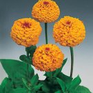 Zinnia Oklahoma Golden Yellow 500 seeds