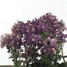 Nemesia Poetry Blue 250 seeds
