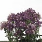 Nemesia Poetry Blue 250 seeds