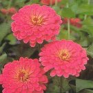 Zinnia Benary Giant Salmon Rose 250 seeds
